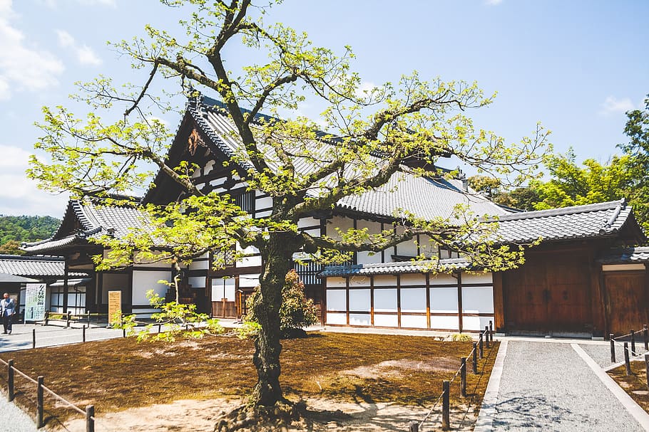 White and Brown Shack, tree, architecture, house, roof, cultures HD wallpaper