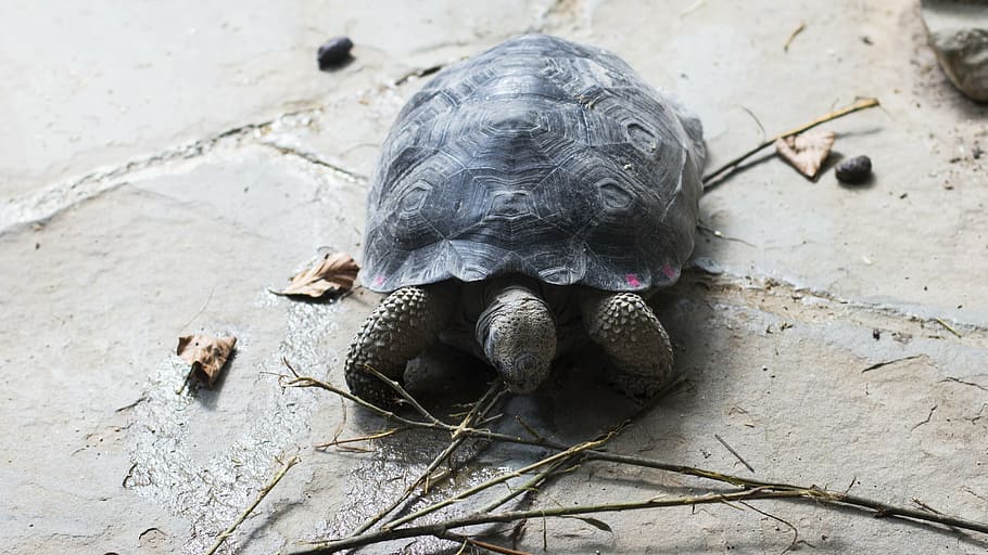 HD wallpaper: turtle, tortuga, galapagos, animal, tortoise shell ...