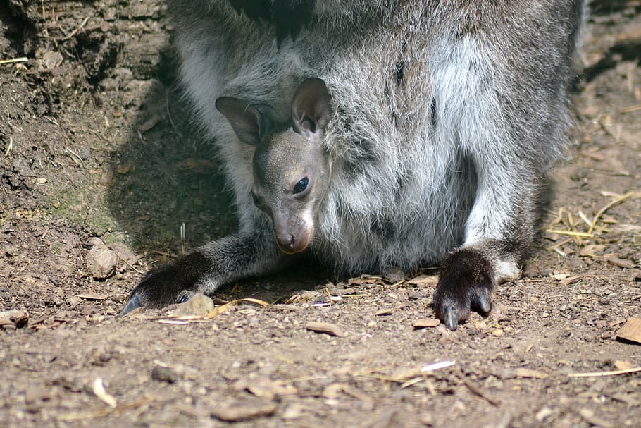 kangaroo, young, zoo, marsupial, animal, wildlife, mammal, nature HD wallpaper