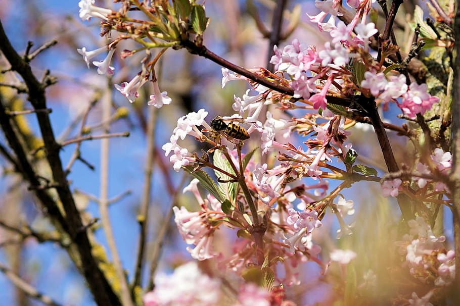bee, flowers, tree, spring, insect, nature, blossom, fragility HD wallpaper
