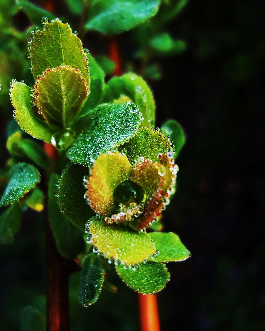 close-up, dew, macro, plant, waterdrops, wet, nature, leaf HD wallpaper