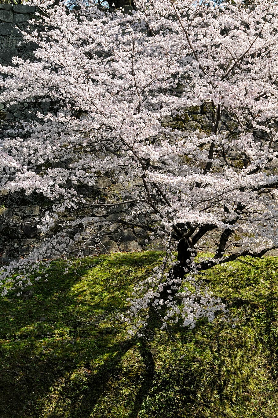 cherry, spring in japan, cherry tree, cherry blossoms, spring flowers HD wallpaper