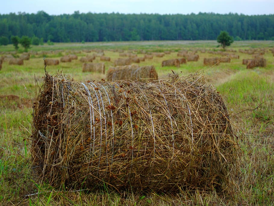 Hay, Straw, Haymaking, Field, rick, village, summer, wire, grass HD wallpaper