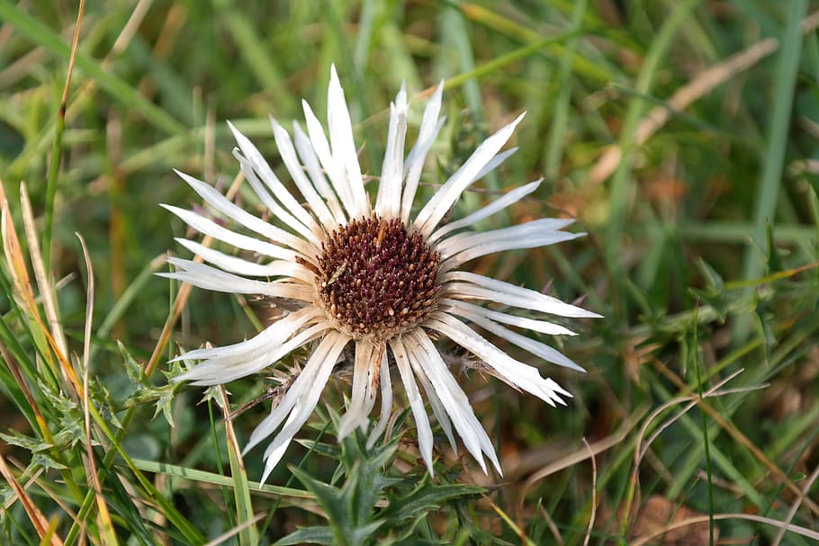 Silver Thistle, Blossom, Bloom, plant, spiny, prickly, flora HD wallpaper