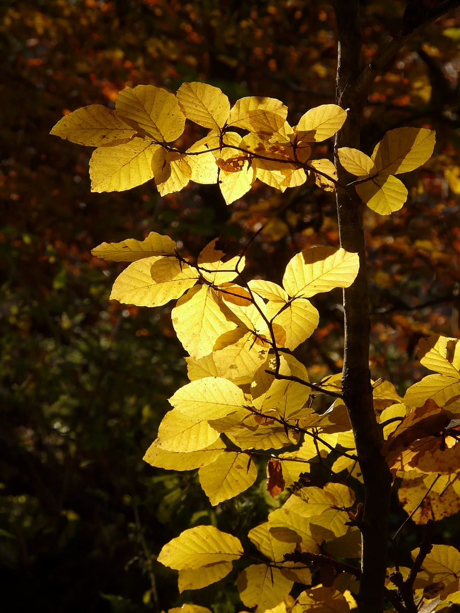 Beech, Fagus Sylvatica, deciduous tree, golden autumn, golden october, HD wallpaper