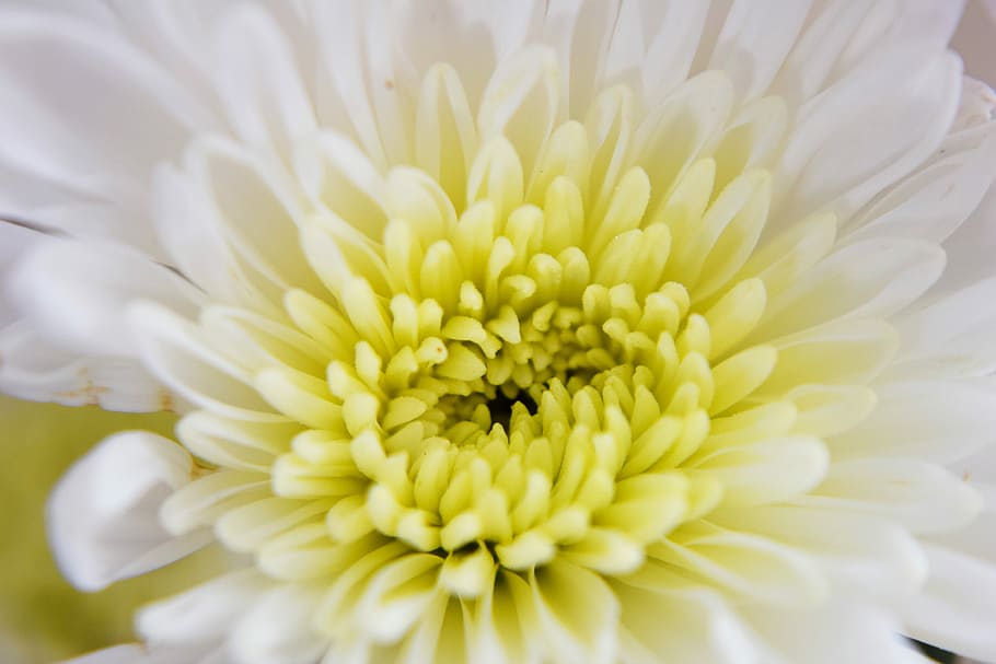 Flower, White, Yellow, Macro, Summer, nature, close-up, petal HD wallpaper