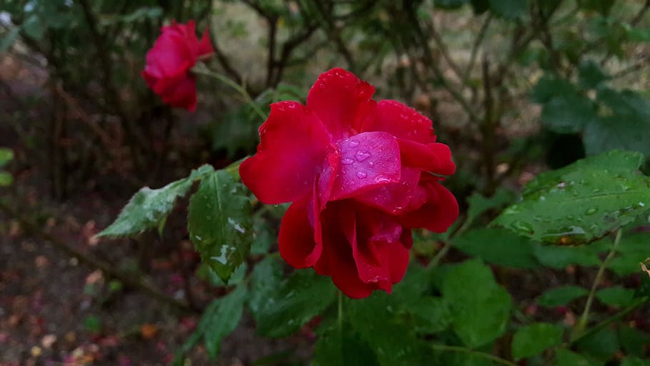 regnvåt rose, red rose, water drops, plant, planting, flowers