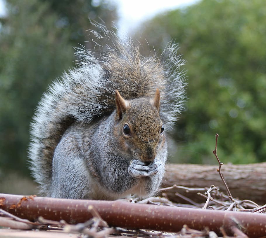 grey and white squirrel, grey squirrel, feeding, sitting, animal HD wallpaper