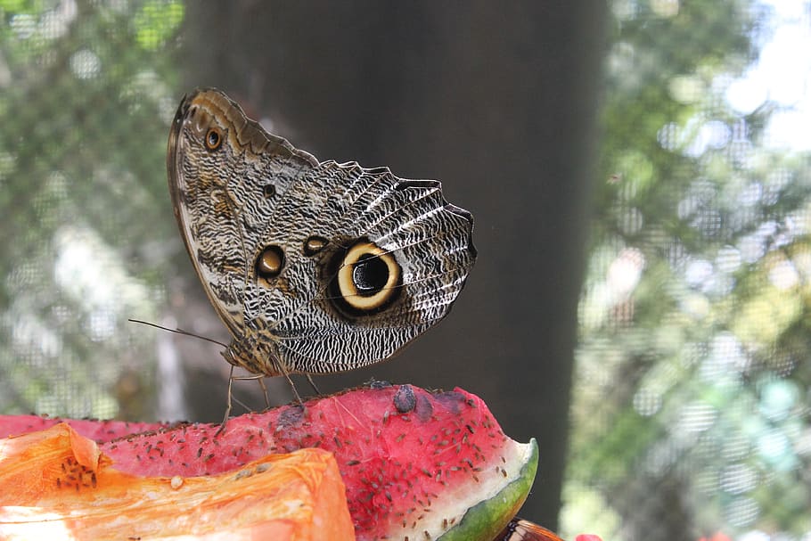 butterfly, insects, animal themes, one animal, focus on foreground HD wallpaper