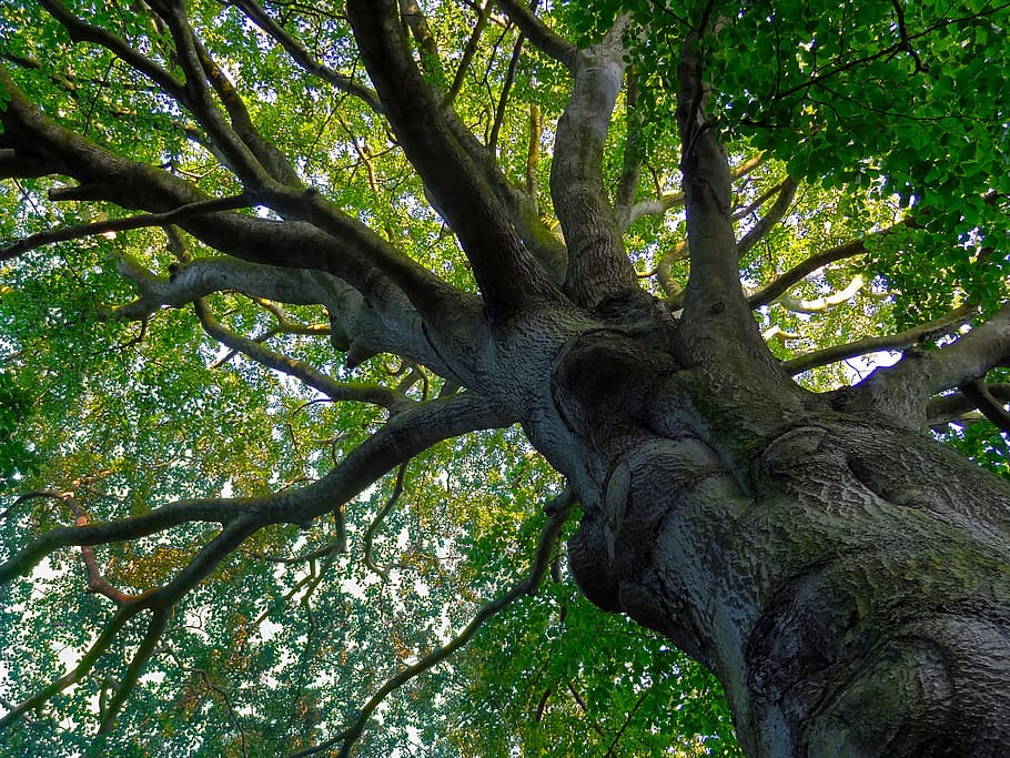 photography of green leaf tree, beech, old, branch, leaves HD wallpaper