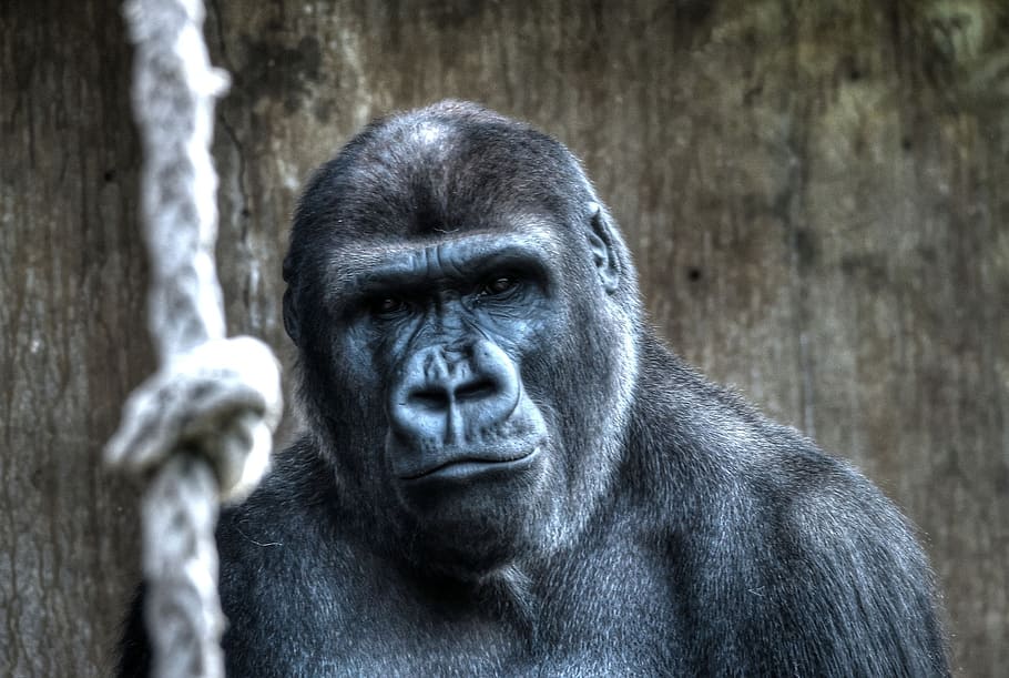 Gorilla, Monkey, Blijdorp, Zoo, diergaarde blijdorp, ape, animal HD wallpaper