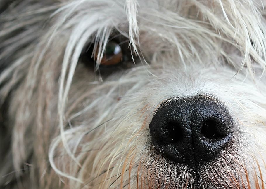 long-coated white dog close-up photography, snout, pet, eye HD wallpaper