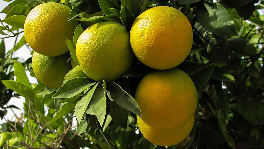 lime tree, orange, nature, fruit, food, agriculture, yellow HD wallpaper