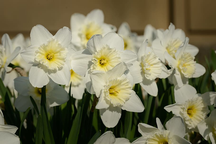 Daffodils, Narcissus, Spring, flower, flowers, white color HD wallpaper
