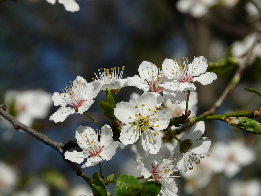 wild plum, blossom, bloom, tree, branch, american wildpflaume HD wallpaper