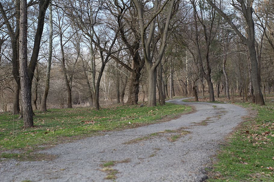 park, trail, asphalt, forest, timber, grass, nature, leaf, bulgaria HD wallpaper
