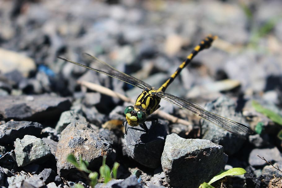 dragonfly, nature, insect, pierre, one animal, animal themes HD wallpaper