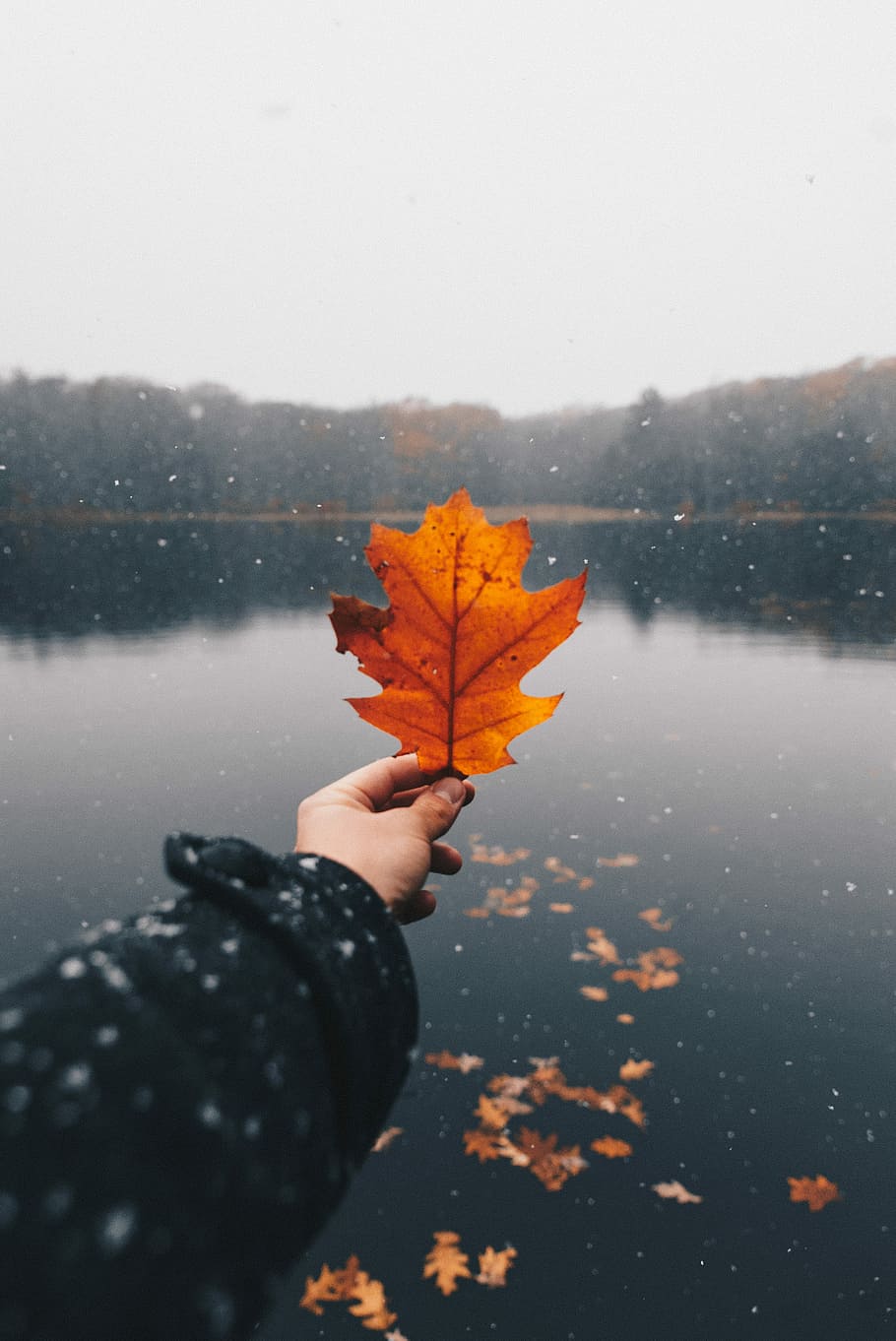 person holding brown maple leaf during daytime, person holding brown leaf HD wallpaper