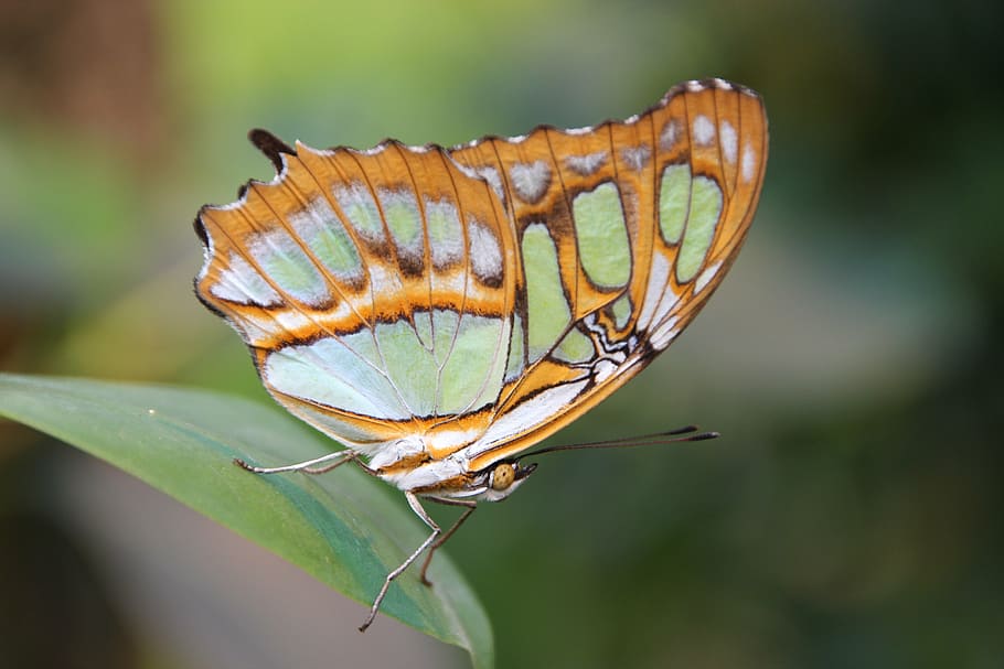butterfly, insect, nature, invertebrate, animal wildlife, animal themes HD wallpaper