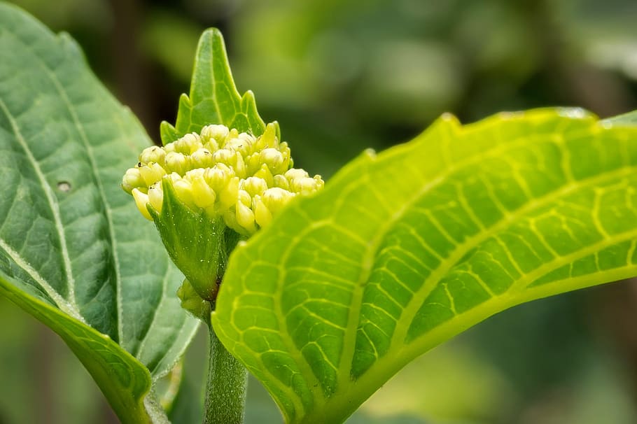 hydrangea, young, blossom, bloom, fresh, green, macro, leaves HD wallpaper