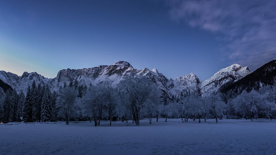 photo of trees covered with snow in front of snow capped mountain, trees and mountains covered with snow at daytime HD wallpaper