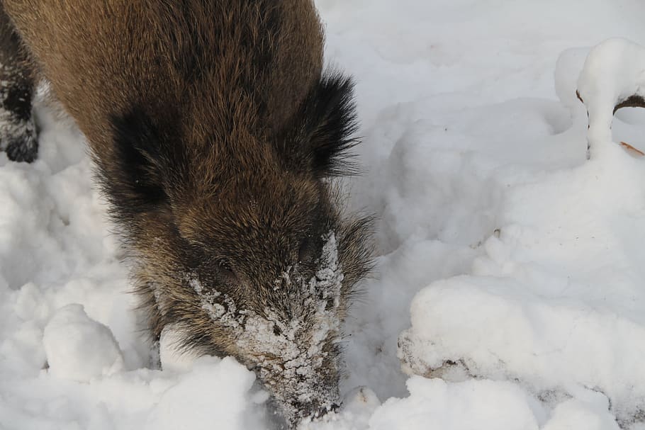 Boar, Winter, Snow, Forest, one animal, cold temperature, animal themes HD wallpaper
