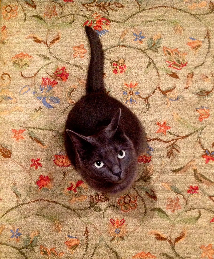 Cat, Carpet, Gray, Pretty, Pet, Animal, adorable, portrait HD wallpaper