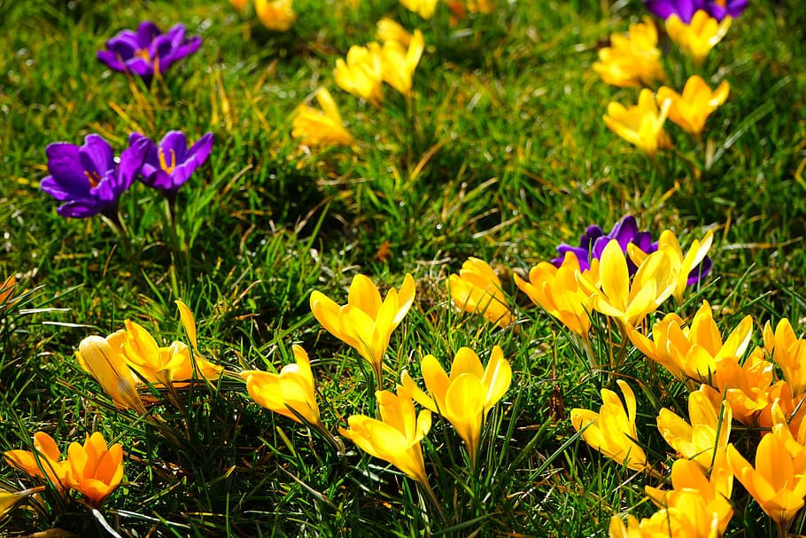 crocus, yellow, violet, flower, spring, bühen, colorful, beautiful, HD wallpaper