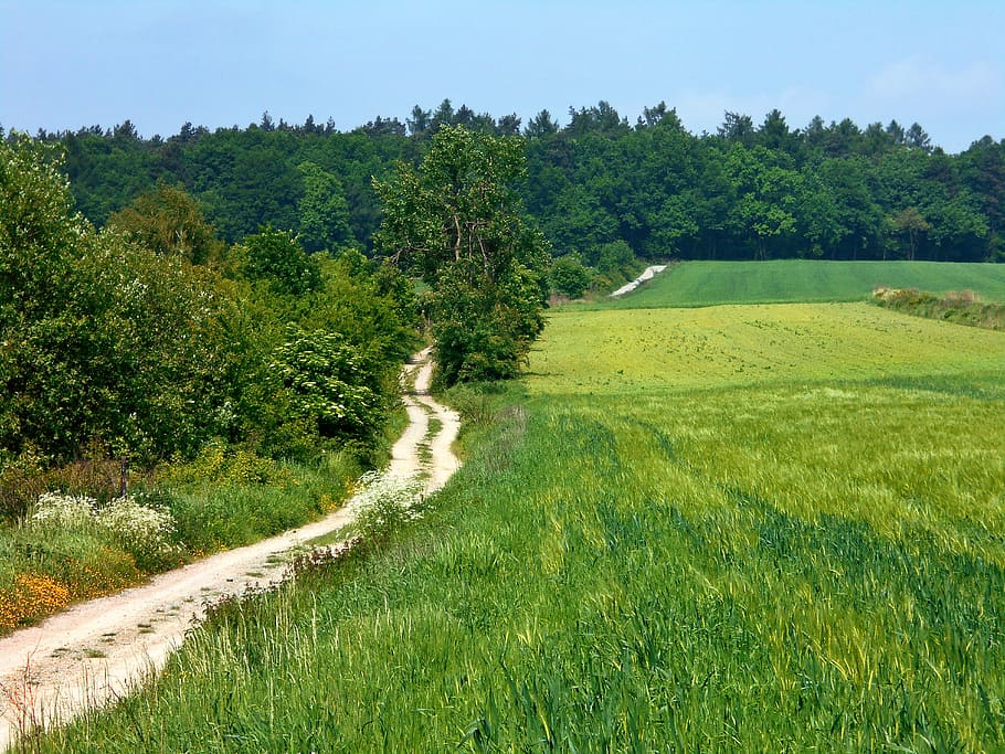 landscape, way, fields, green, poland, bolechowice, nature HD wallpaper