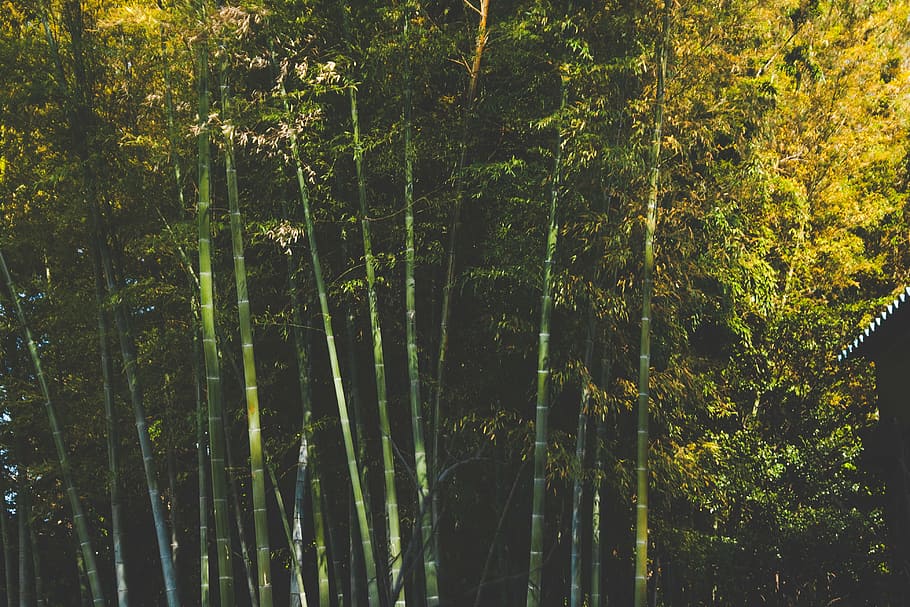 bamboo trees during day, green, yellow, leaves, forest, woods HD wallpaper