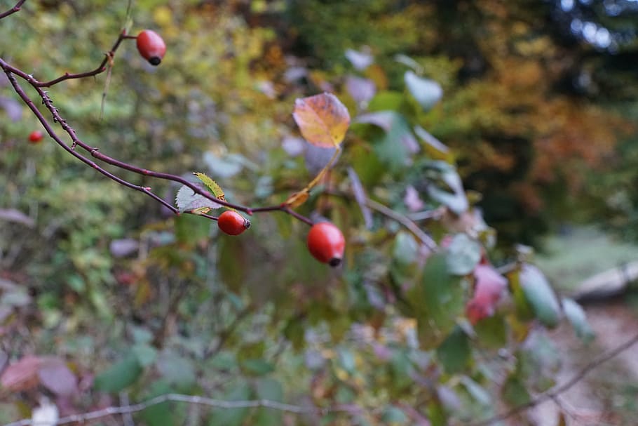 rose hip, tree, bush, red, nature, tee, branch, food, forest HD wallpaper