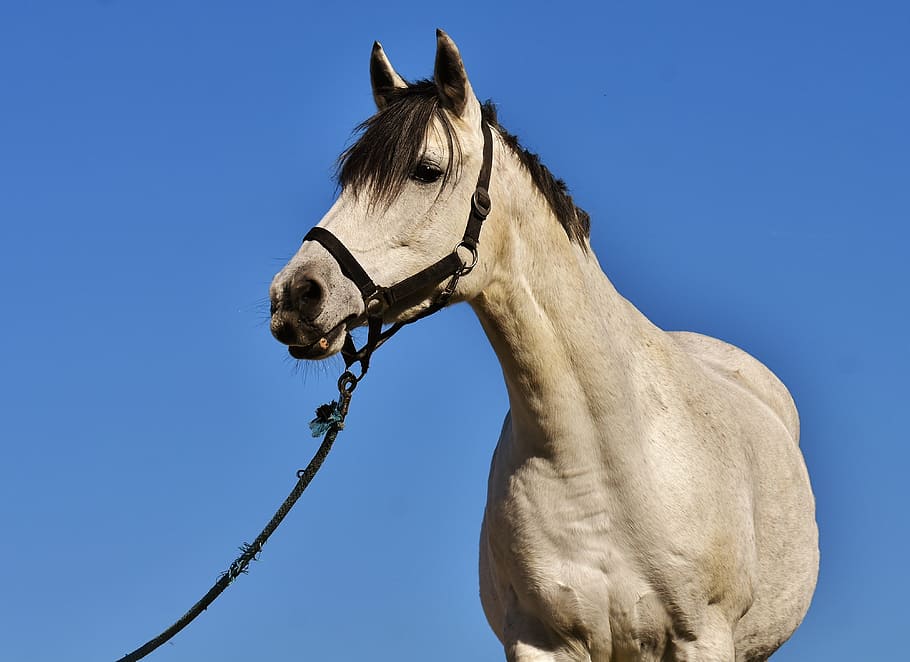 brown horse, mold, sky, blue, pony, animal, blue sky, mare HD wallpaper