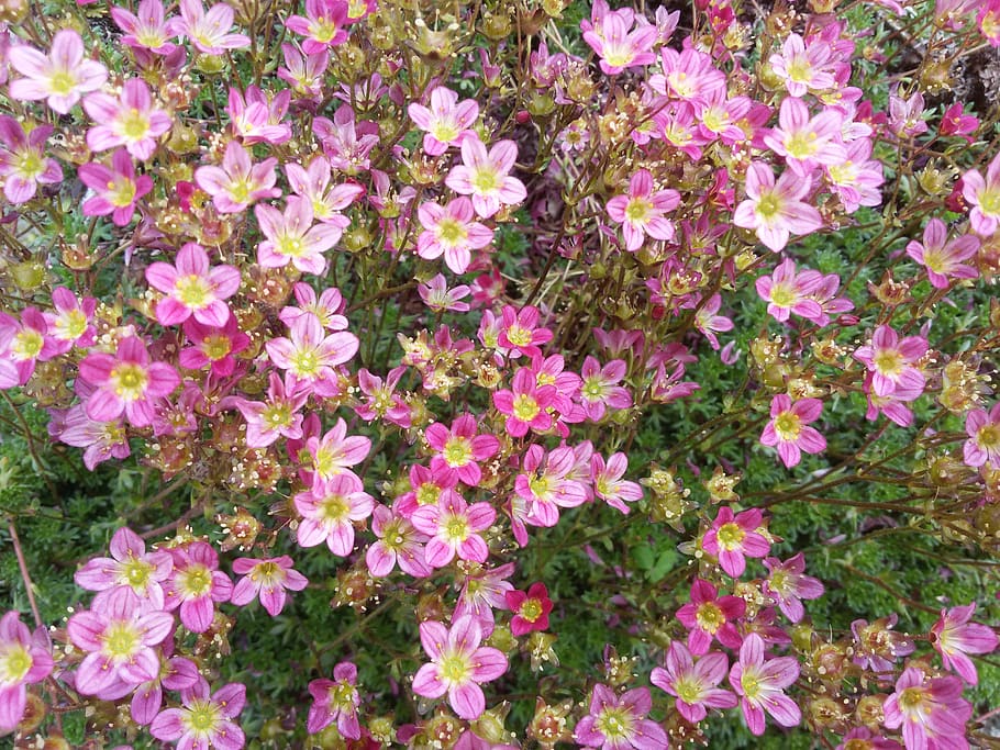 flower, nature, flowering plant, freshness, beauty in nature HD wallpaper