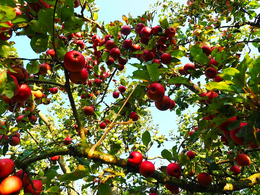 apple, apple tree, fruit, red, frisch, healthy, vitamins, orchard HD wallpaper