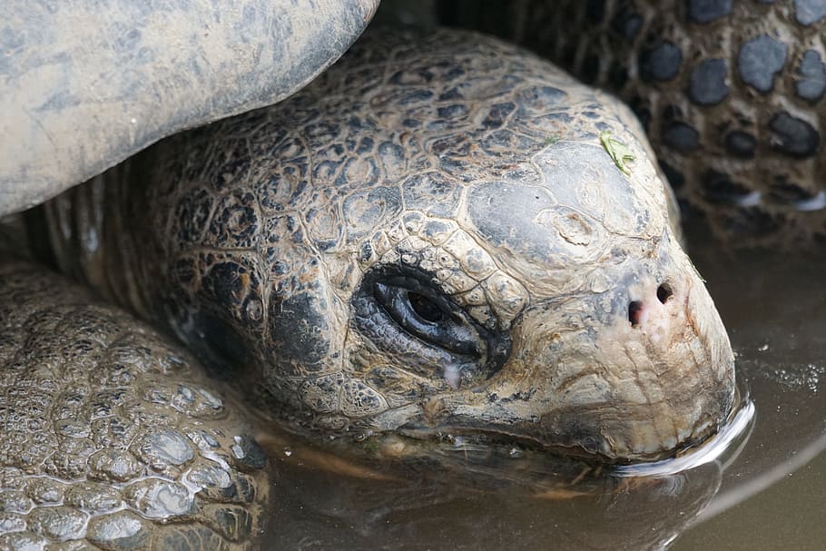 Online crop | HD wallpaper: giant tortoise, slowly, panzer, reptile ...