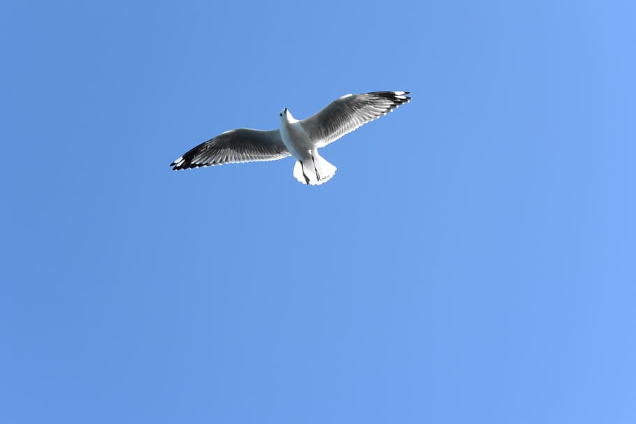 soaring, bird, flying, seagull, animal themes, animal wildlife HD wallpaper