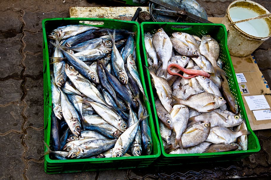 fish, market, food, seafood, fresh, raw, mediterranean, catch
