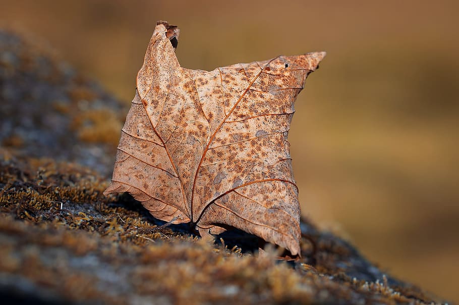 dried leaf, autumn leaf, leaves, foliage leaf, dry, brown, nature HD wallpaper