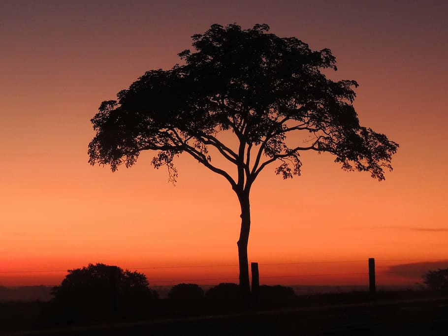 tree, dusk, twilight, sunset, silhouette, sky, plant, beauty in nature HD wallpaper