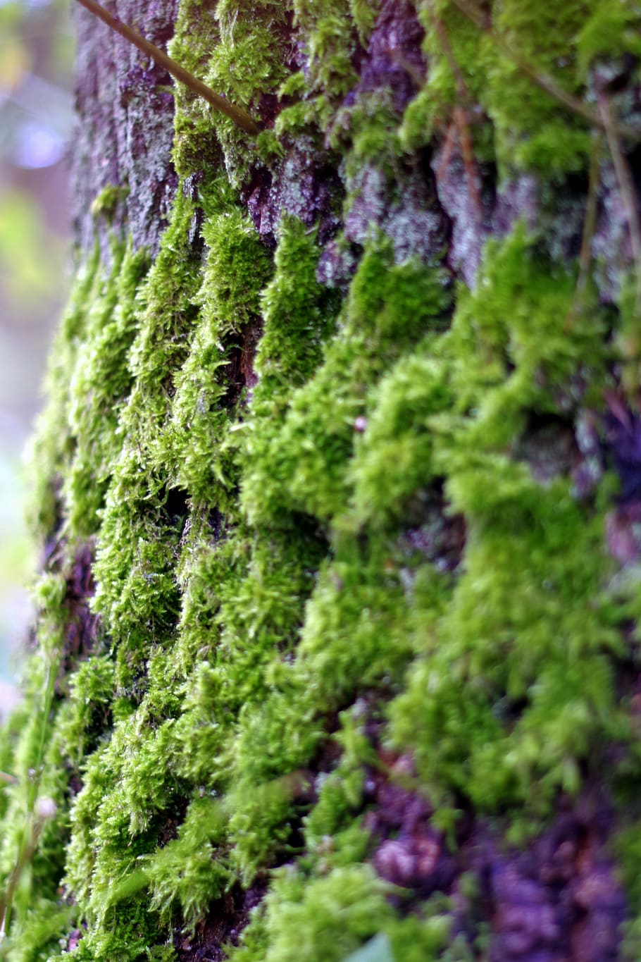 moss, lichens, tree, old, green, the bark, próchniejący stock HD wallpaper