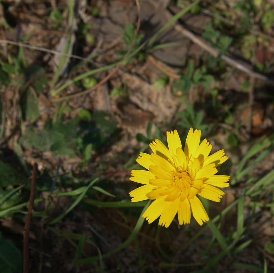 Flower, Yellow, Nature, Macro, bright, plant, growth, fragility HD wallpaper