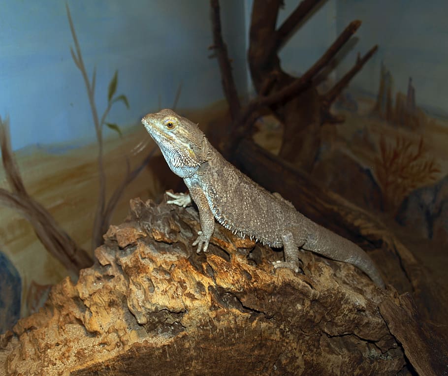lizard, reptile, reptiles, animal themes, one animal, animal wildlife HD wallpaper