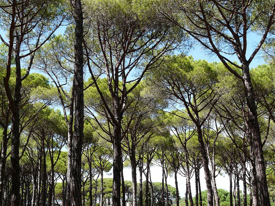 pine, forest, trees, shadow, vacations, southerner, sky, cool HD wallpaper