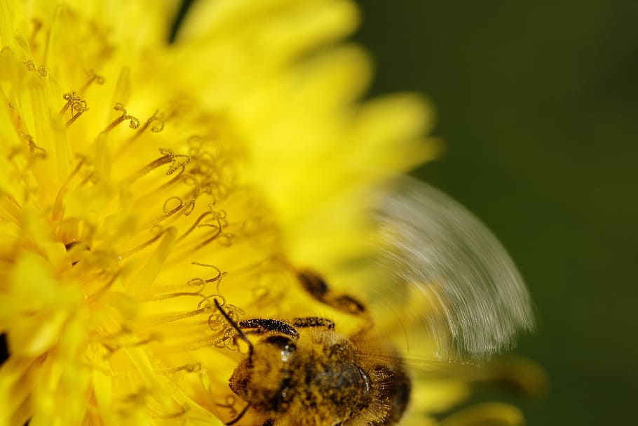 dandelion, bee, pollen, foraging, flower, nature, flora, yellow HD wallpaper