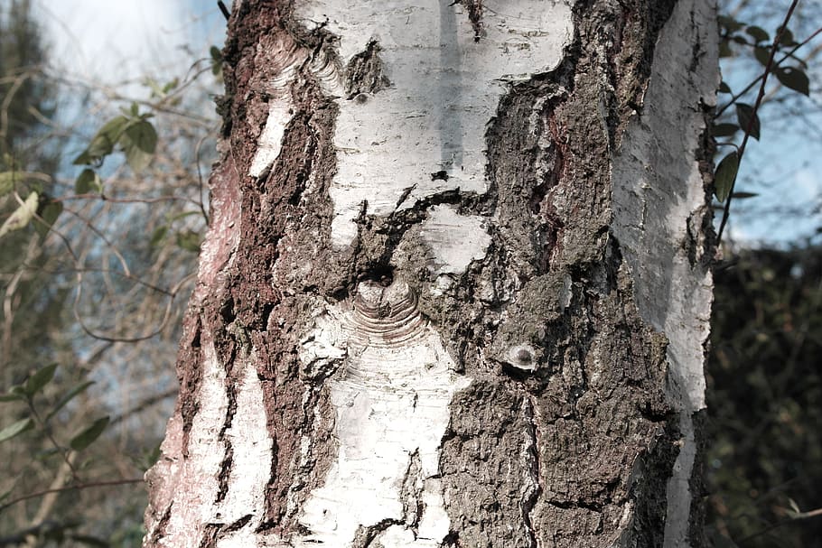 grain, tree, birch, tree trunk, plant, textured, focus on foreground HD wallpaper