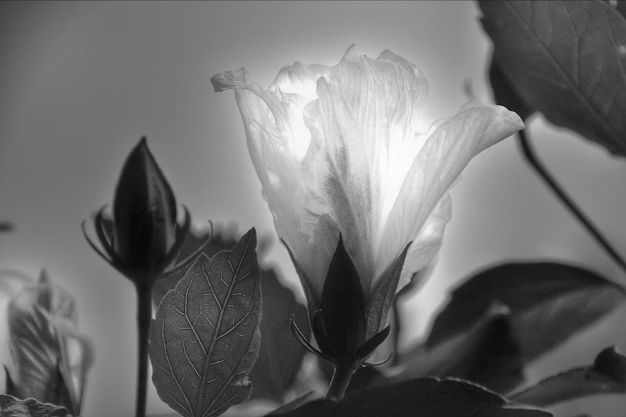 flower, blossom, bloom, back light, black and white, plant HD wallpaper