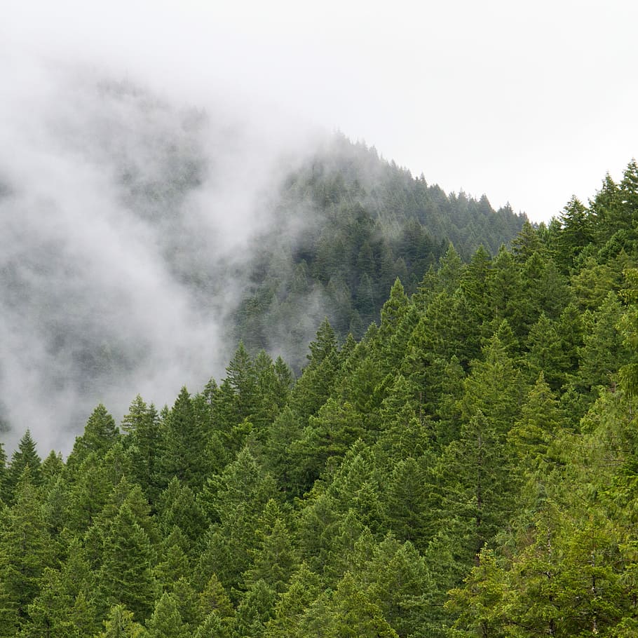 forest covered fog during daytime, trees with smoke, wallpaper HD wallpaper