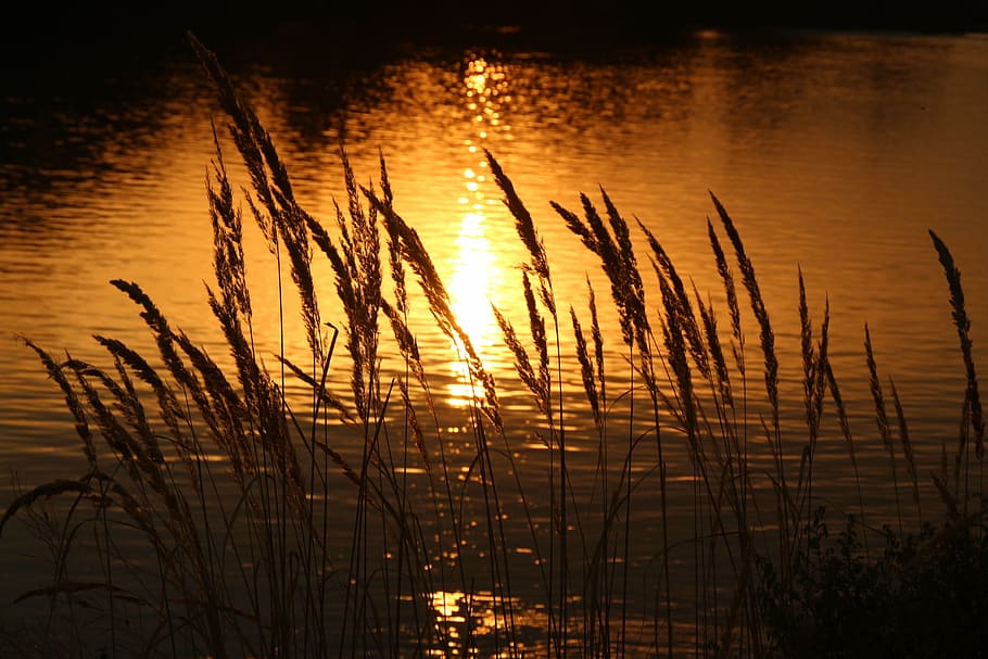 wheat silhouette, sunset, water, reflection, in the evening HD wallpaper