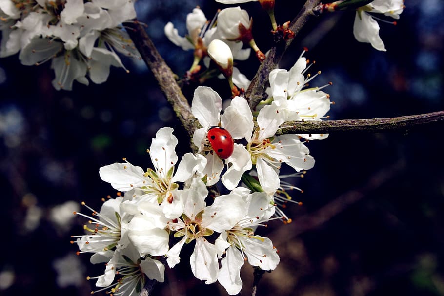 ladybug, insect, beetle, points, schlehendorn, flowers, white flowers HD wallpaper