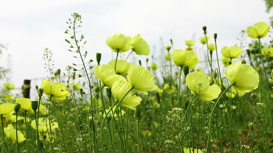 klitschko, whether or not, plant, growth, freshness, flower HD wallpaper